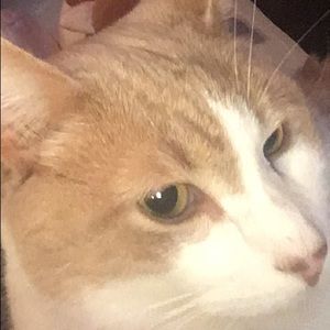 Meet your Posher, Analisa